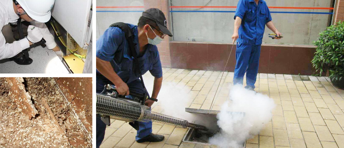 成功簽定 懷化永發滅鼠,懷化滅老鼠,懷化白蟻防治 網站建設合同